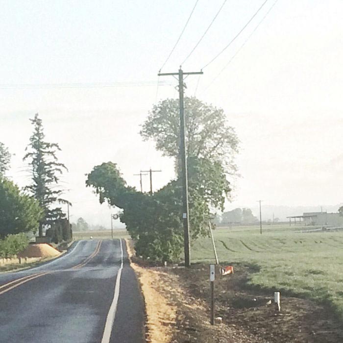 страшные деревья, смешные деревья, деревья похожи на нечто другое, странные деревья