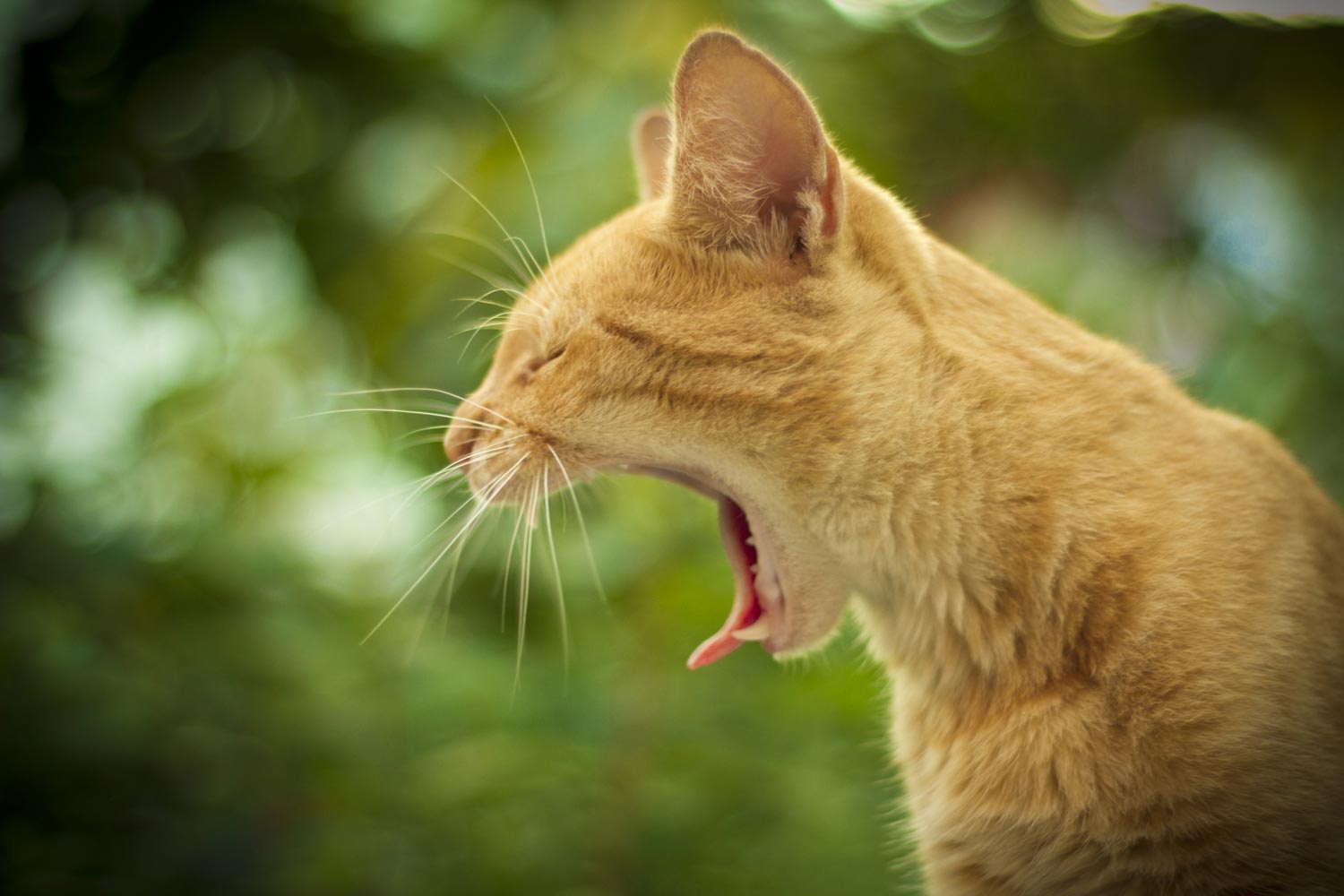 мифы, распространённые мифы