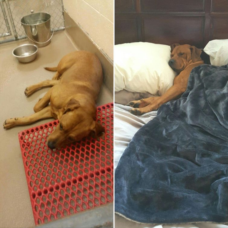 животные до и после спасения из приюта, животные до и после того как забрали с улицы