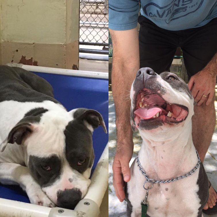 животные до и после спасения из приюта, животные до и после того как забрали с улицы