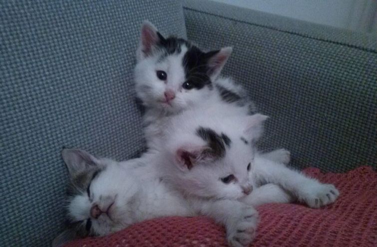 животные до и после спасения из приюта, животные до и после того как забрали с улицы