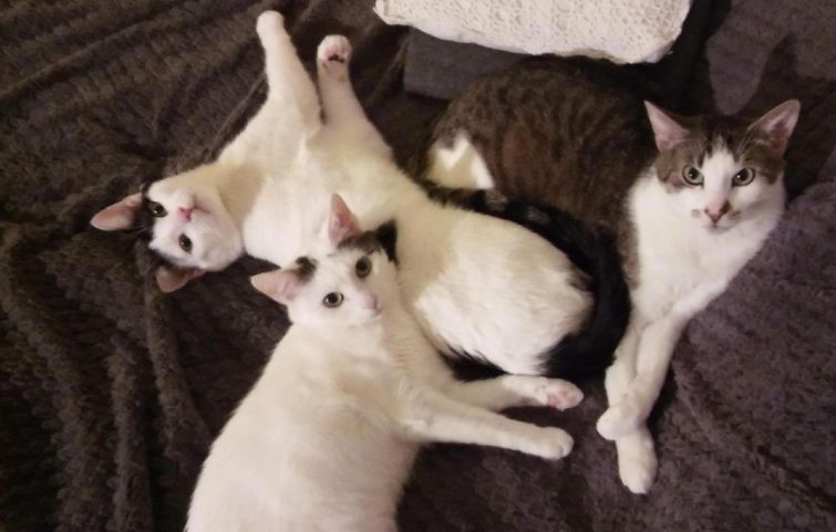 животные до и после спасения из приюта, животные до и после того как забрали с улицы