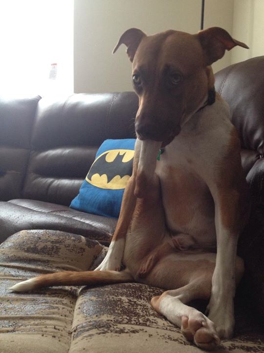 странные собаки, смешные собаки