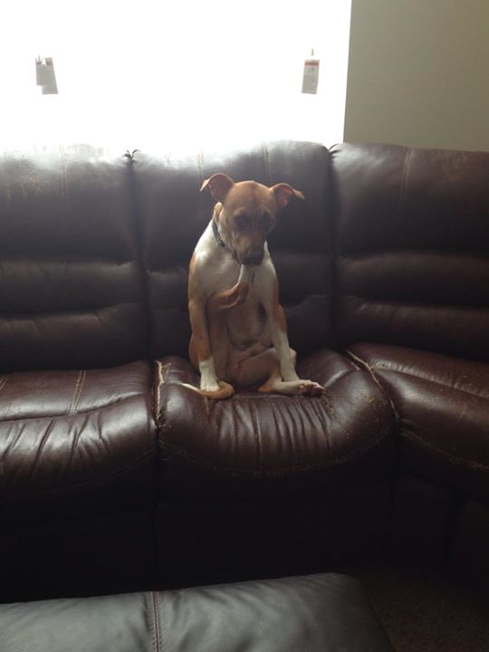 странные собаки, смешные собаки