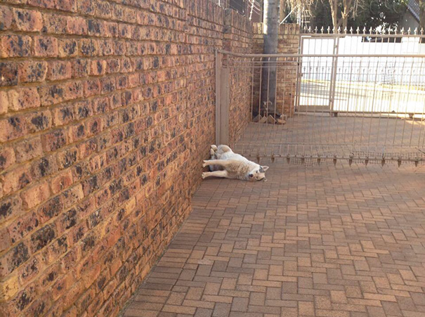 странные собаки, смешные собаки