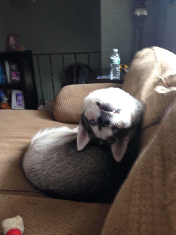 странные собаки, смешные собаки