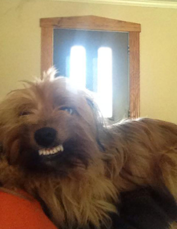 странные собаки, смешные собаки