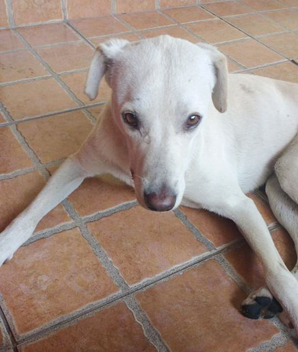 Собака помочилась на спину парня, Хайнце Санчес