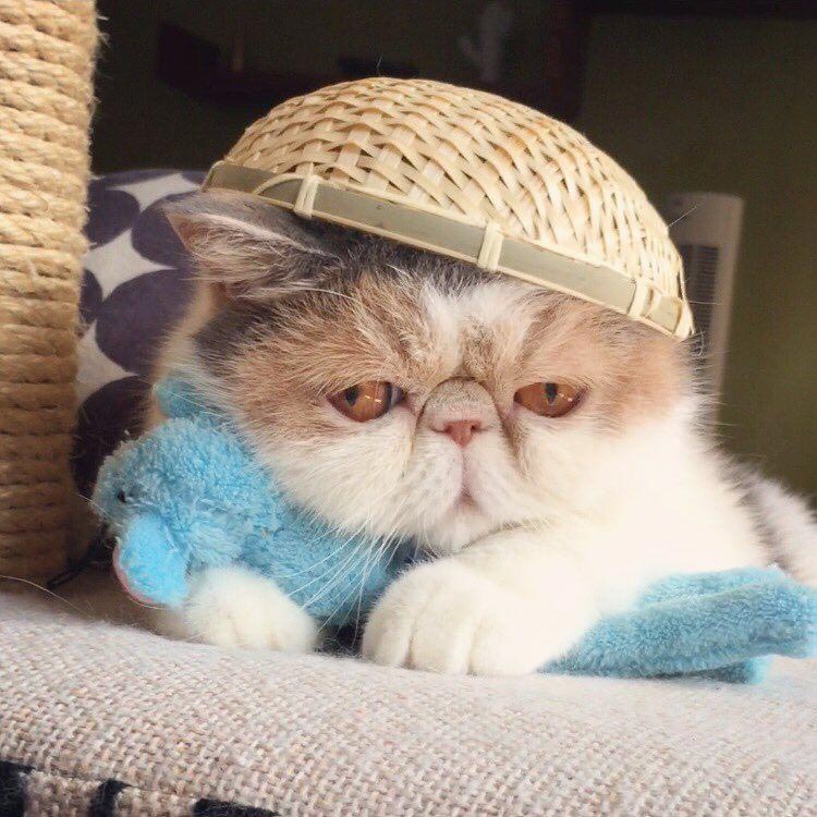 Буона, кошки инстаграм, Buona, популярные кошки