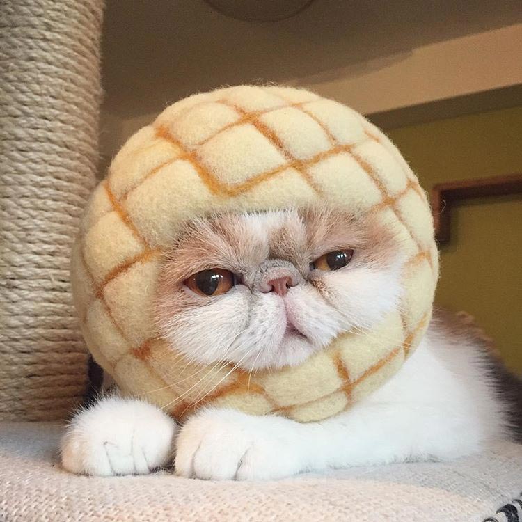 Буона, кошки инстаграм, Buona, популярные кошки