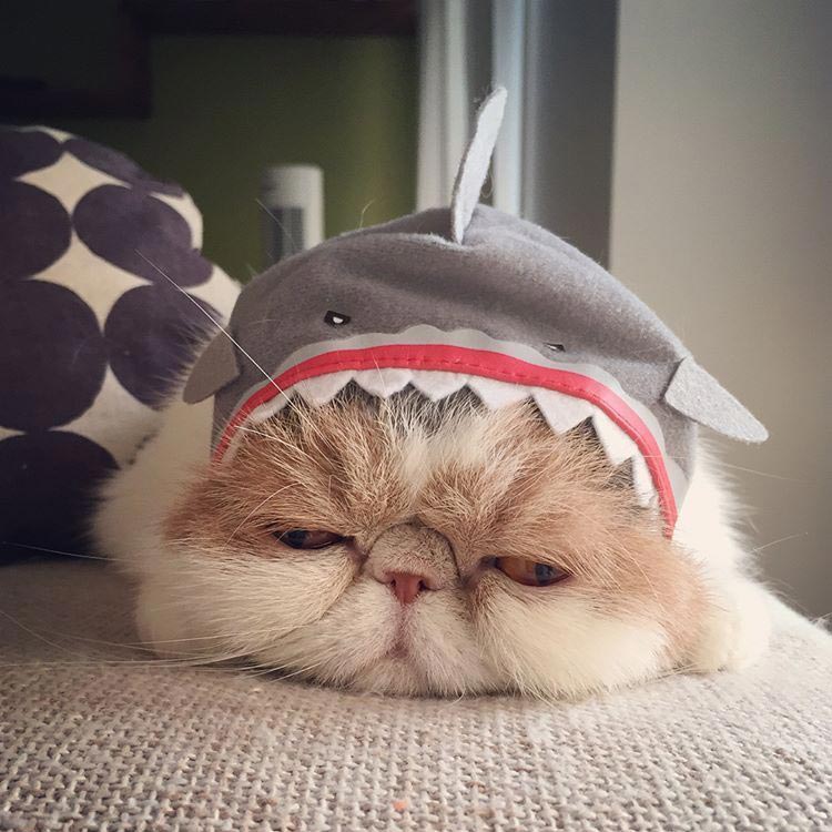 Буона, кошки инстаграм, Buona, популярные кошки