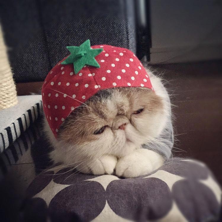 Буона, кошки инстаграм, Buona, популярные кошки