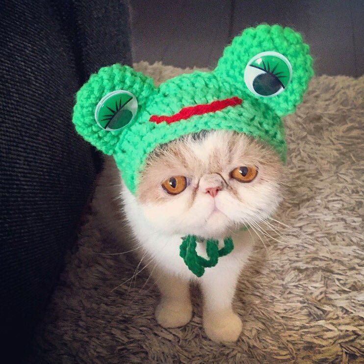 Буона, кошки инстаграм, Buona, популярные кошки