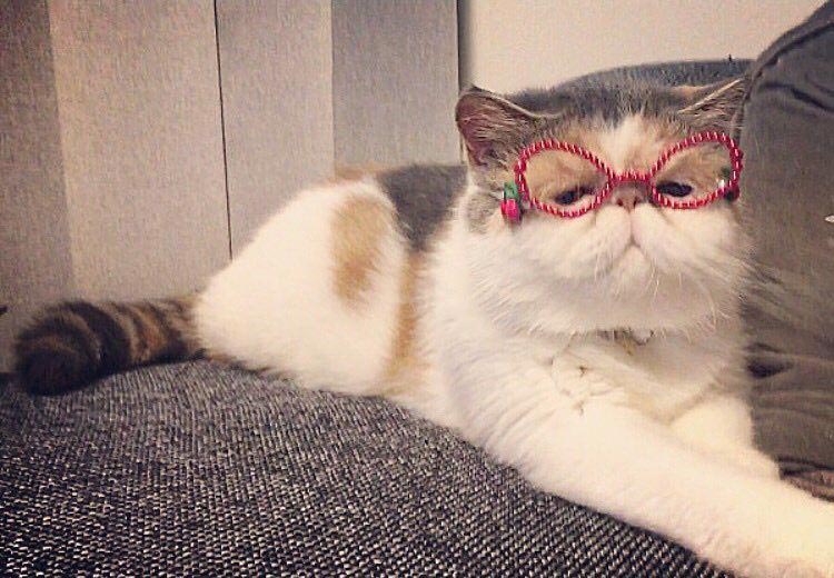 Буона, кошки инстаграм, Buona, популярные кошки