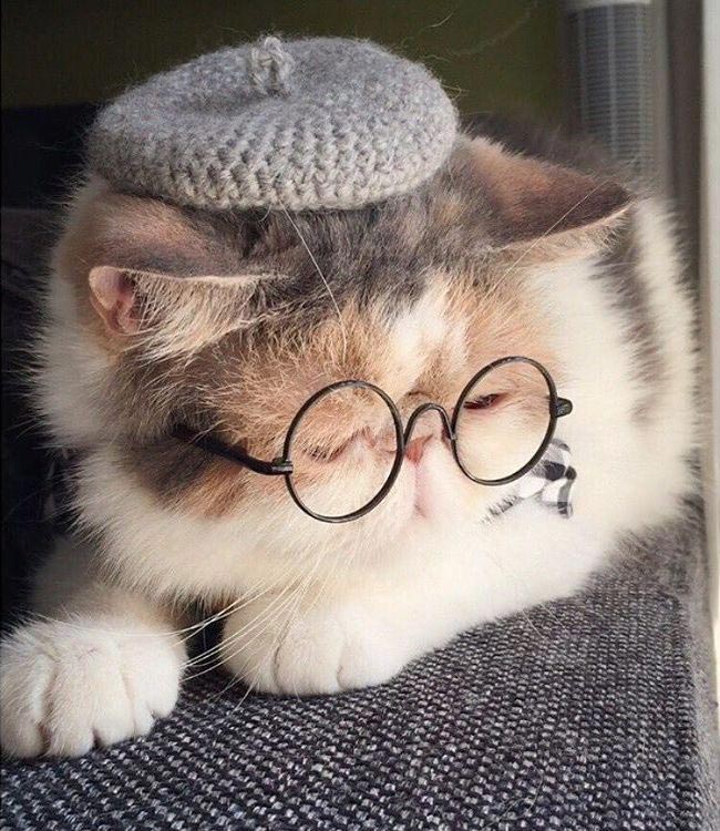 Буона, кошки инстаграм, Buona, популярные кошки