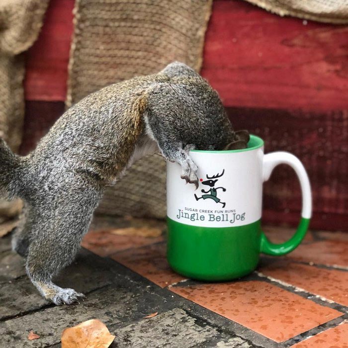  8 лет эта белка приходит к людям которые её спасли, Белка Белла