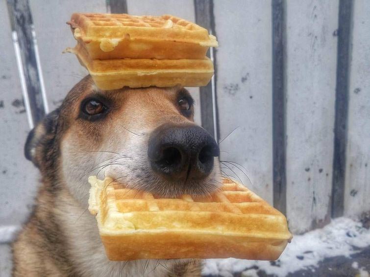 собака держит предметы на голове, собака держит на голове всё что угодно, собака удерживает предметы на голове, вещи на голове собаки