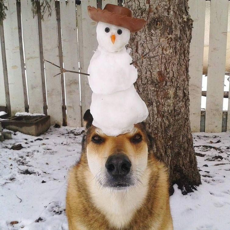 собака держит предметы на голове, собака держит на голове всё что угодно, собака удерживает предметы на голове, вещи на голове собаки