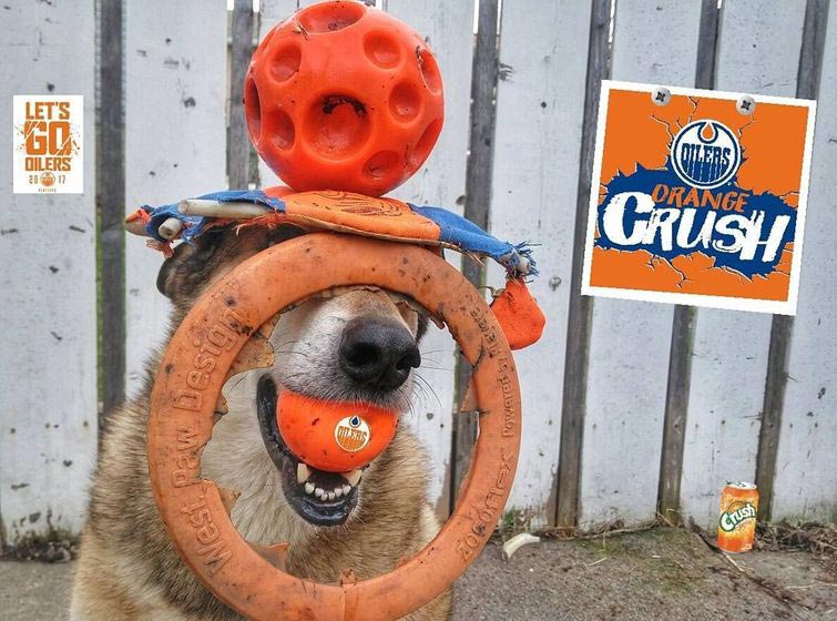 собака держит предметы на голове, собака держит на голове всё что угодно, собака удерживает предметы на голове, вещи на голове собаки