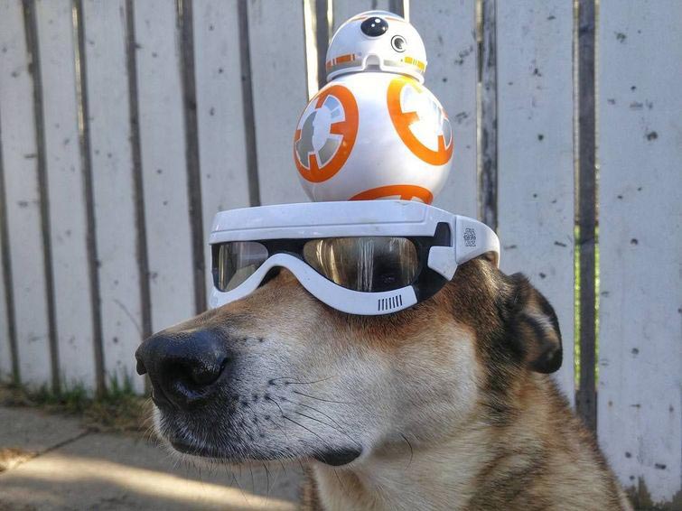 собака держит предметы на голове, собака держит на голове всё что угодно, собака удерживает предметы на голове, вещи на голове собаки