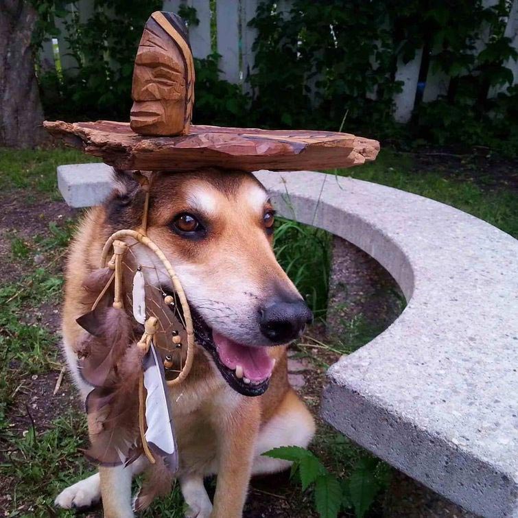 собака держит предметы на голове, собака держит на голове всё что угодно, собака удерживает предметы на голове, вещи на голове собаки