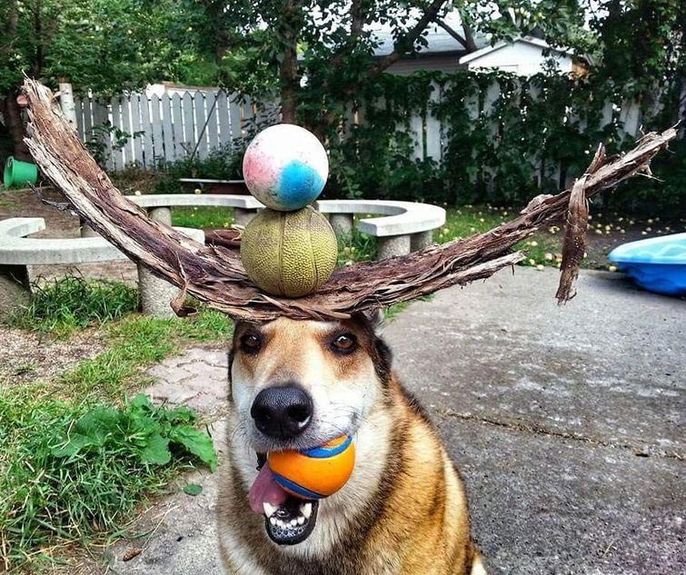 собака держит предметы на голове, собака держит на голове всё что угодно, собака удерживает предметы на голове, вещи на голове собаки