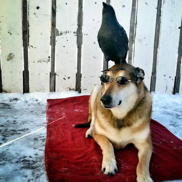 собака держит предметы на голове, собака держит на голове всё что угодно, собака удерживает предметы на голове, вещи на голове собаки