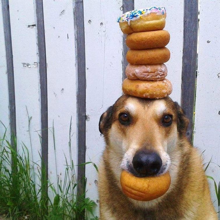 собака держит предметы на голове, собака держит на голове всё что угодно, собака удерживает предметы на голове, вещи на голове собаки