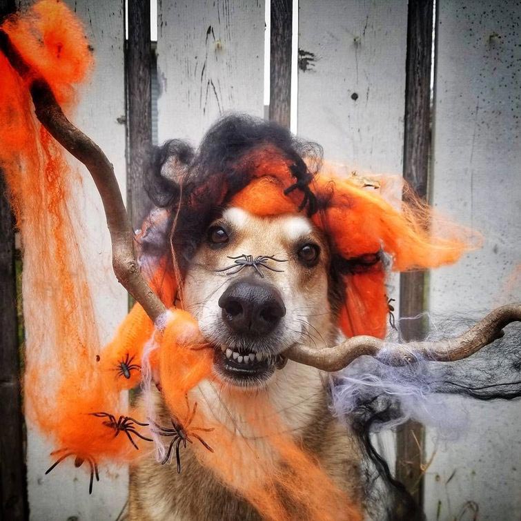 собака держит предметы на голове, собака держит на голове всё что угодно, собака удерживает предметы на голове, вещи на голове собаки