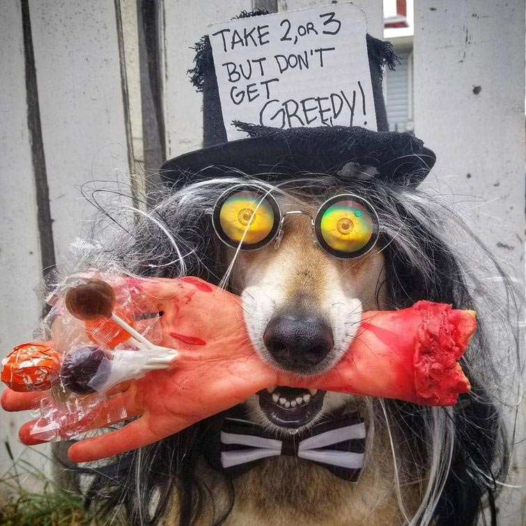 собака держит предметы на голове, собака держит на голове всё что угодно, собака удерживает предметы на голове, вещи на голове собаки