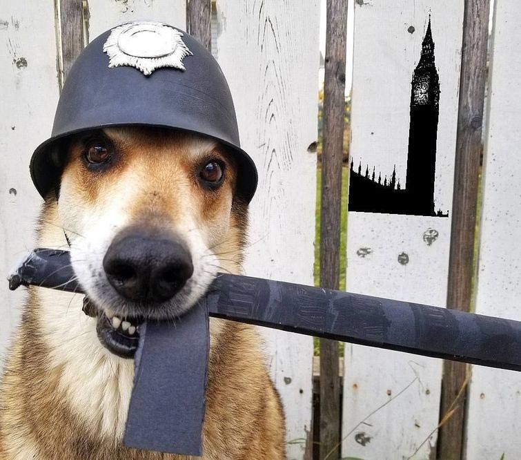 собака держит предметы на голове, собака держит на голове всё что угодно, собака удерживает предметы на голове, вещи на голове собаки