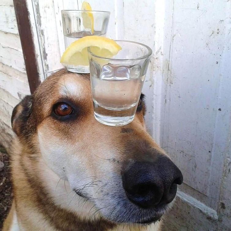 собака держит предметы на голове, собака держит на голове всё что угодно, собака удерживает предметы на голове, вещи на голове собаки