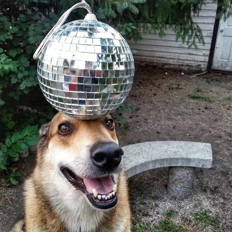 собака держит предметы на голове, собака держит на голове всё что угодно, собака удерживает предметы на голове, вещи на голове собаки