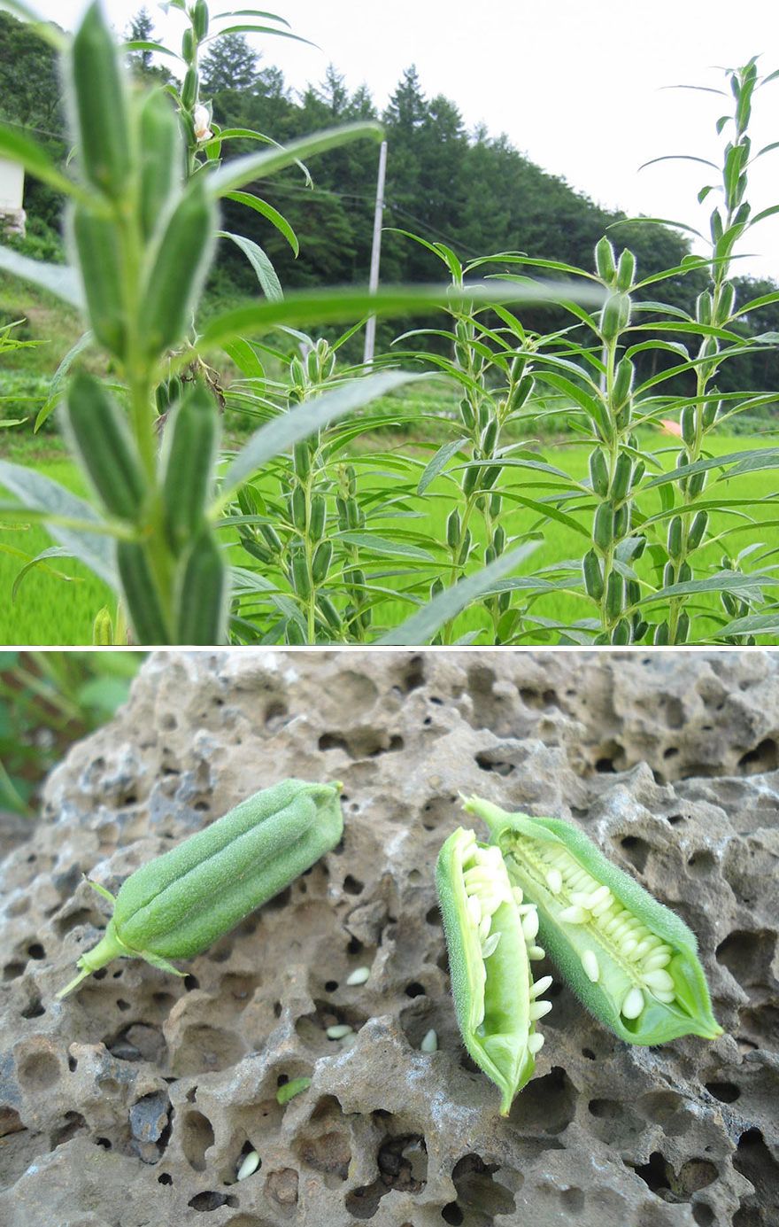 как растут фрукты и овощи, как растёт миндаль