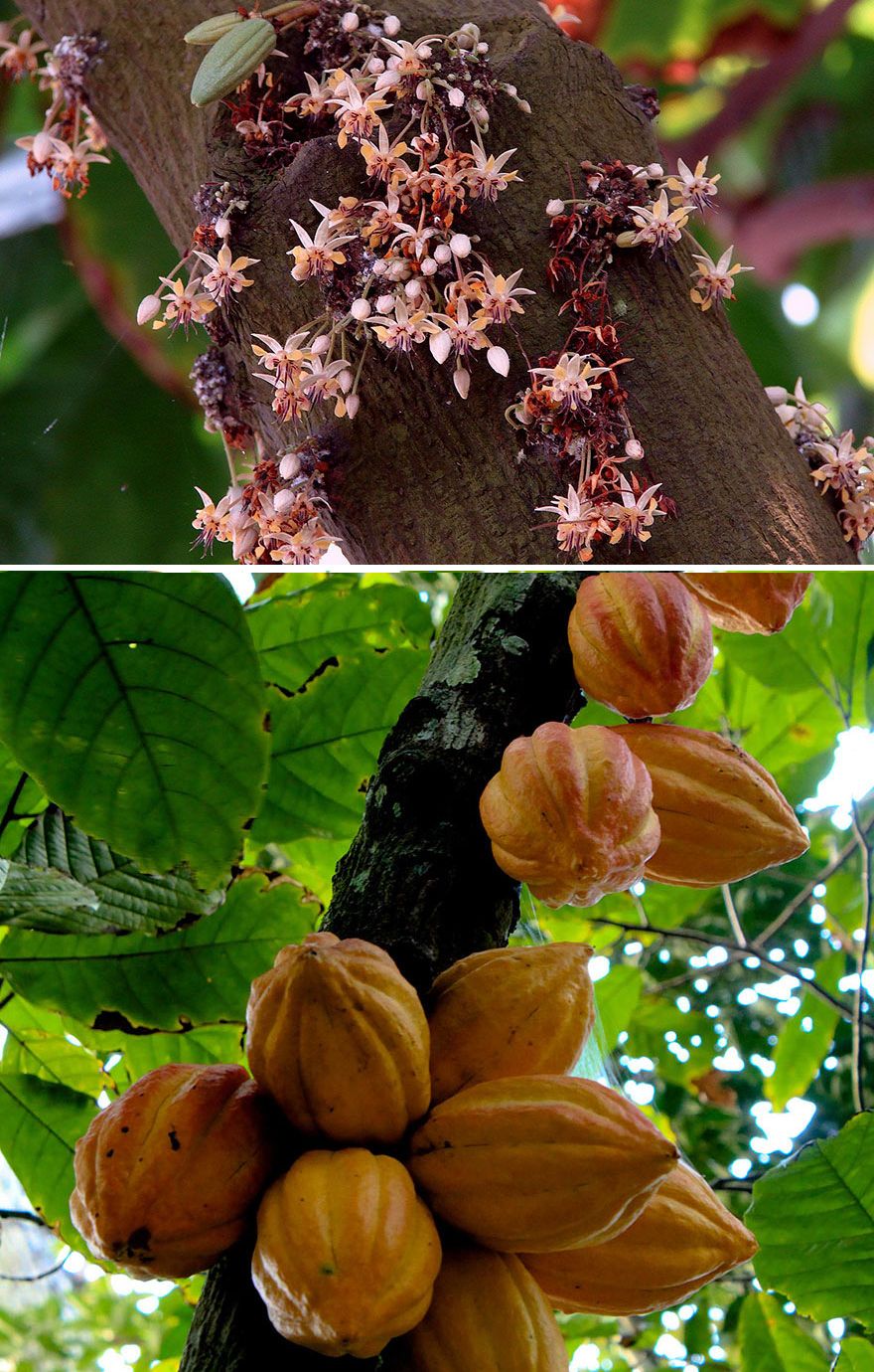 как растут фрукты и овощи, как растёт миндаль