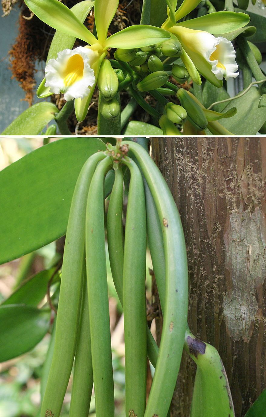 как растут фрукты и овощи, как растёт миндаль