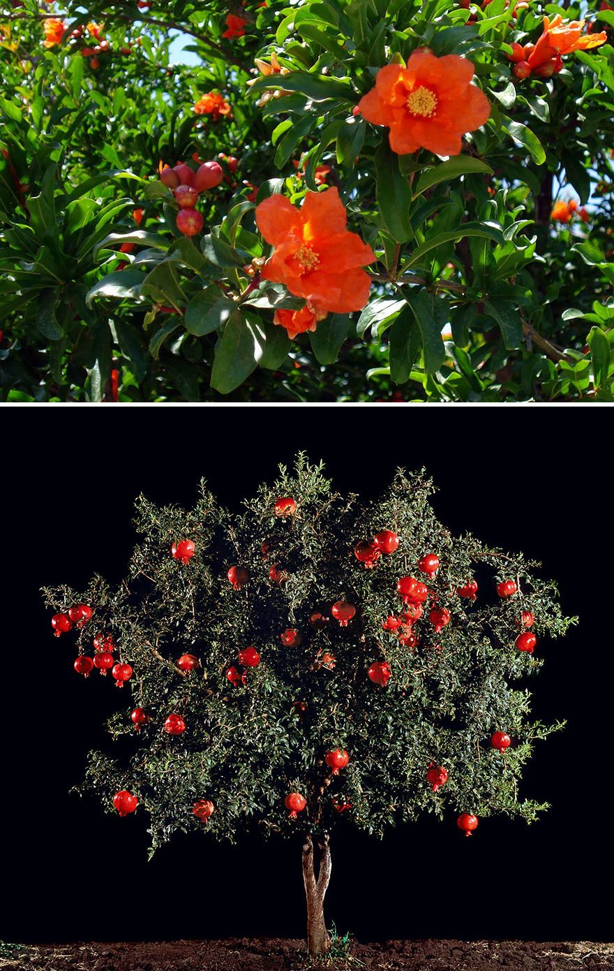 как растут фрукты и овощи, как растёт миндаль