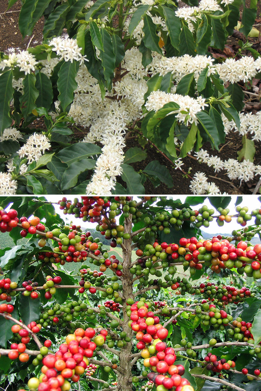 как растут фрукты и овощи, как растёт миндаль