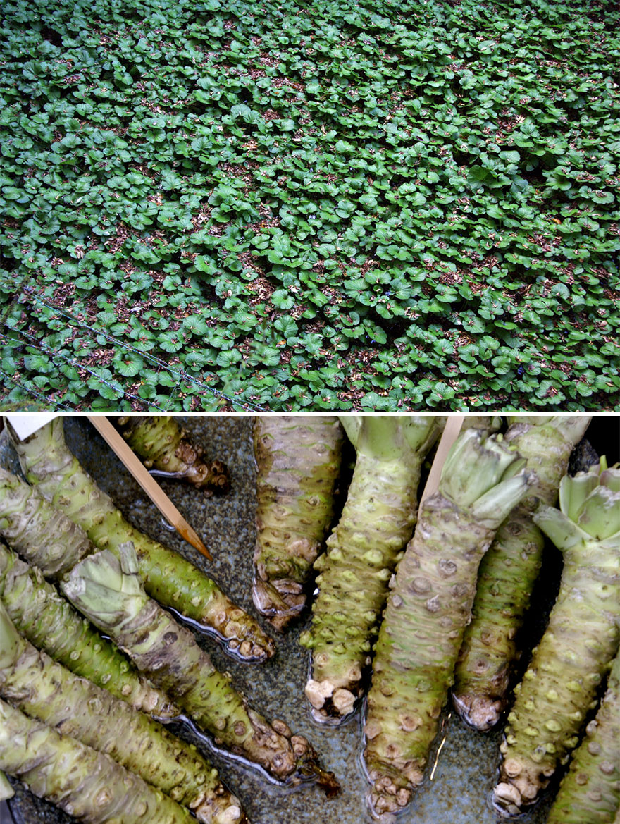 как растут фрукты и овощи, как растёт миндаль