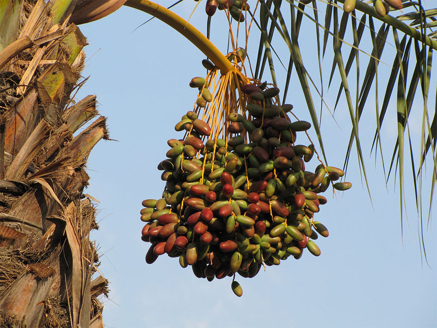 как растут фрукты и овощи, как растёт миндаль