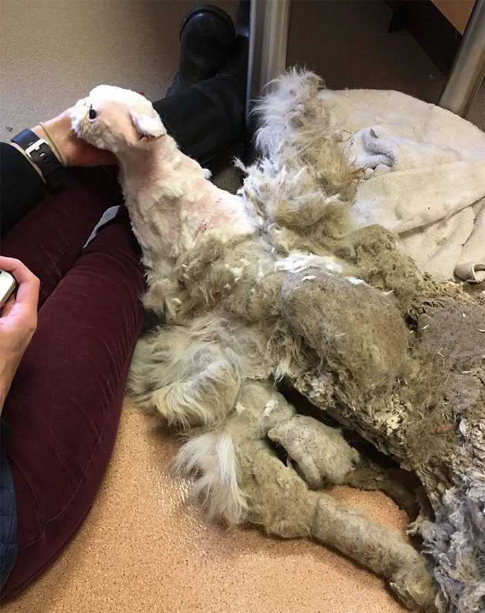 Синдбад кот персидский, кот со свалявшейся шерстью