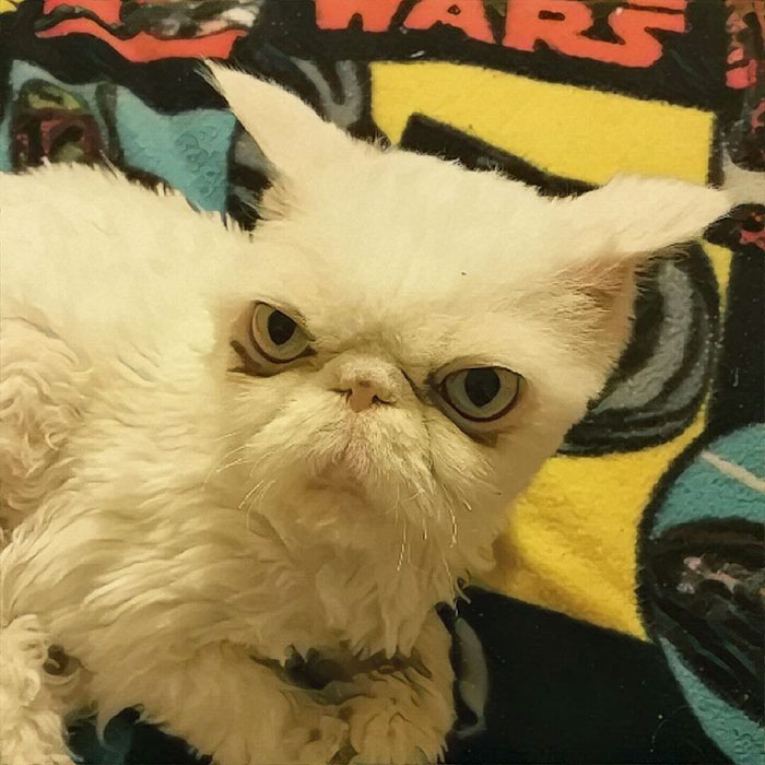 Синдбад кот персидский, кот со свалявшейся шерстью