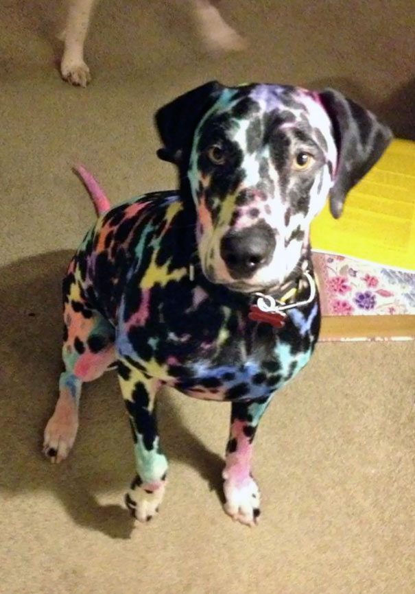 питомцы с детьми, домашние животные наедине с детьми 