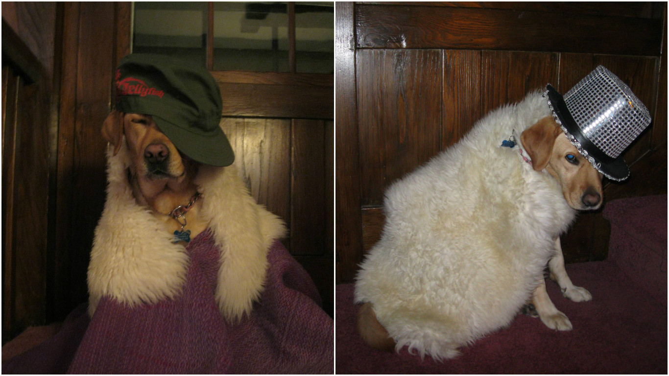 питомцы с детьми, домашние животные наедине с детьми 