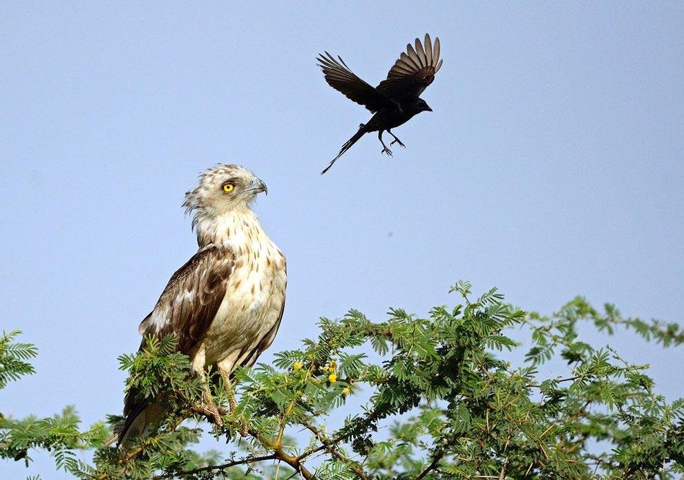 ворона против орла, ворона атакует орла, ворона раздражает орла