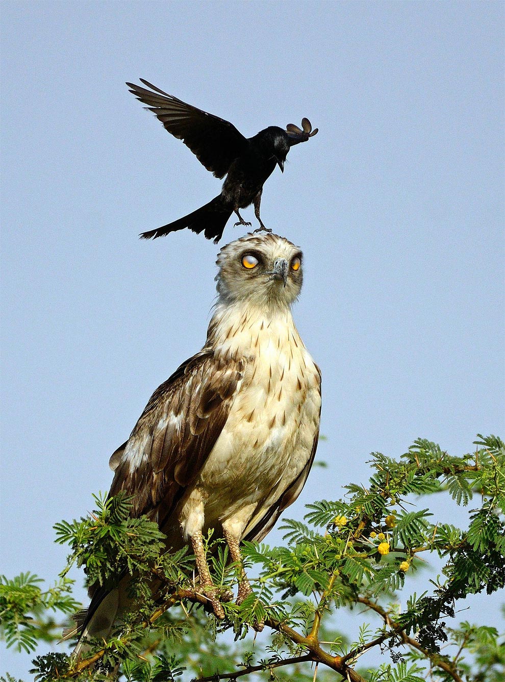 ворона против орла, ворона атакует орла, ворона раздражает орла