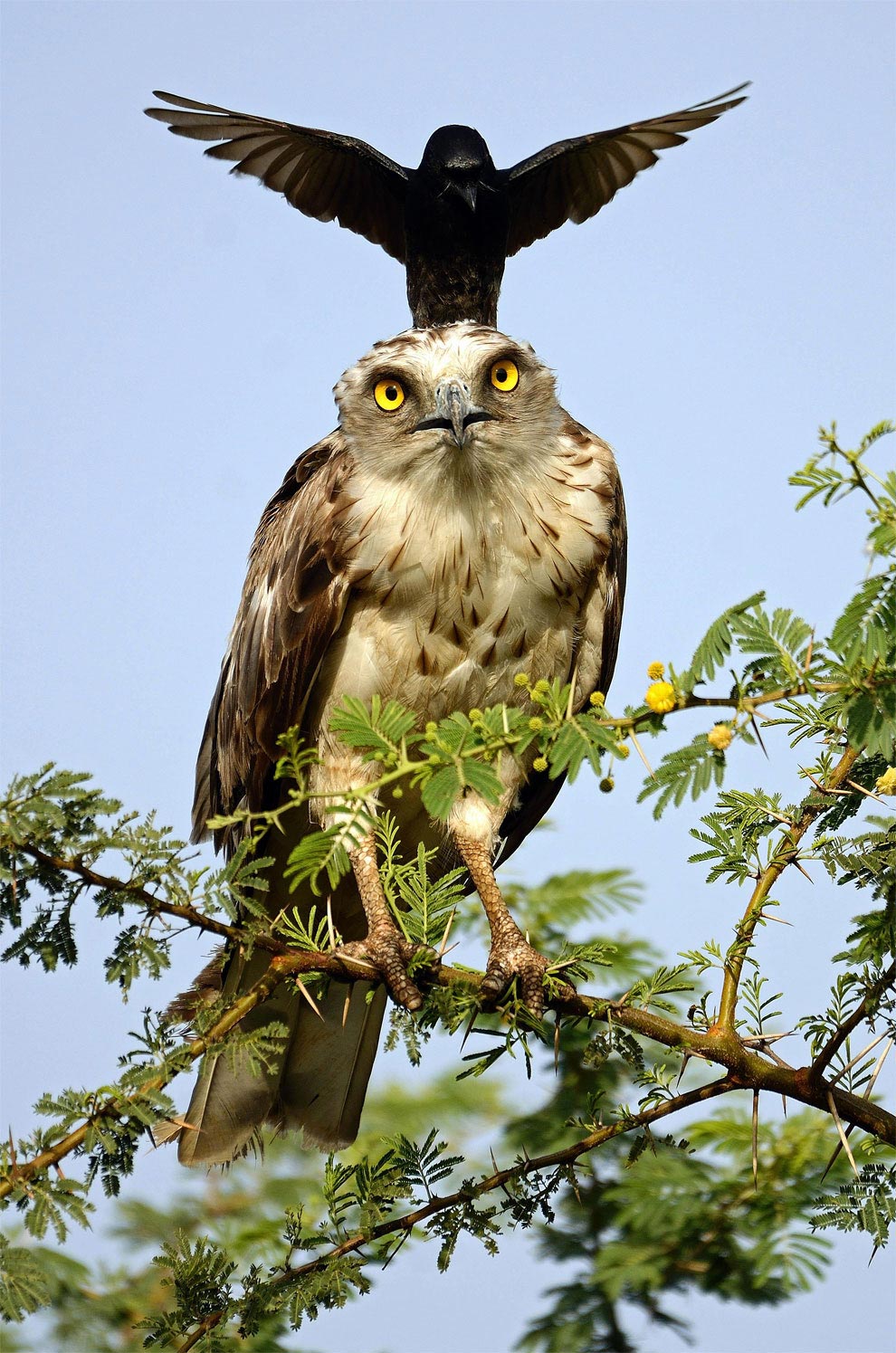 ворона против орла, ворона атакует орла, ворона раздражает орла