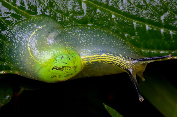 Прозрачные животные, животные с прозрачной кожей