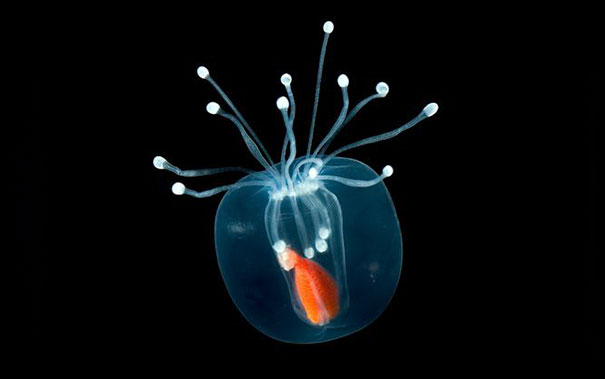 Прозрачные животные, животные с прозрачной кожей