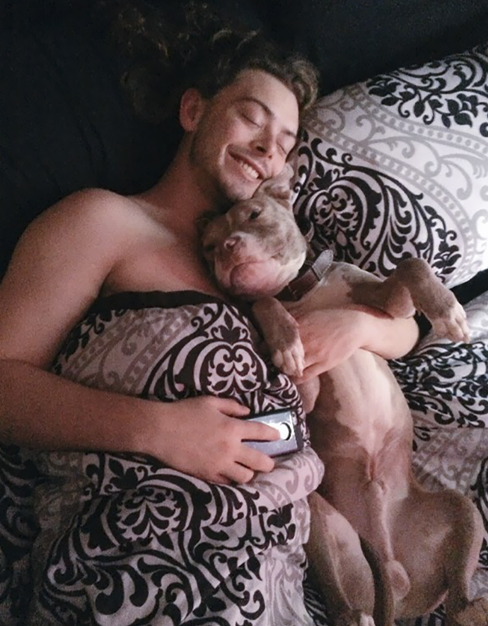 милые питбули, добрые питбули